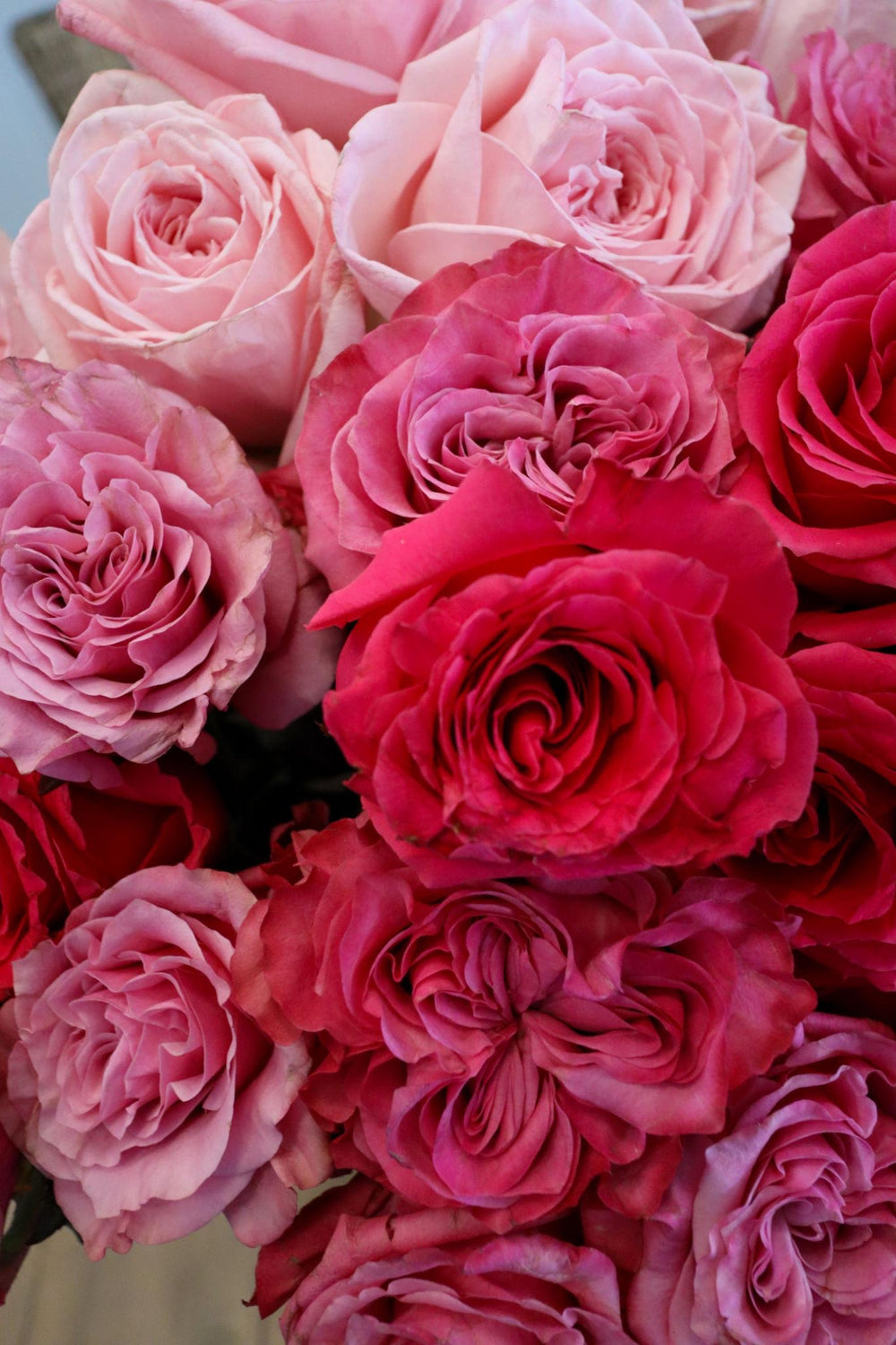 Close-up of pink and red roses